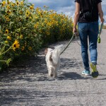 12 ✪ wskazówek na bieganie z psem
