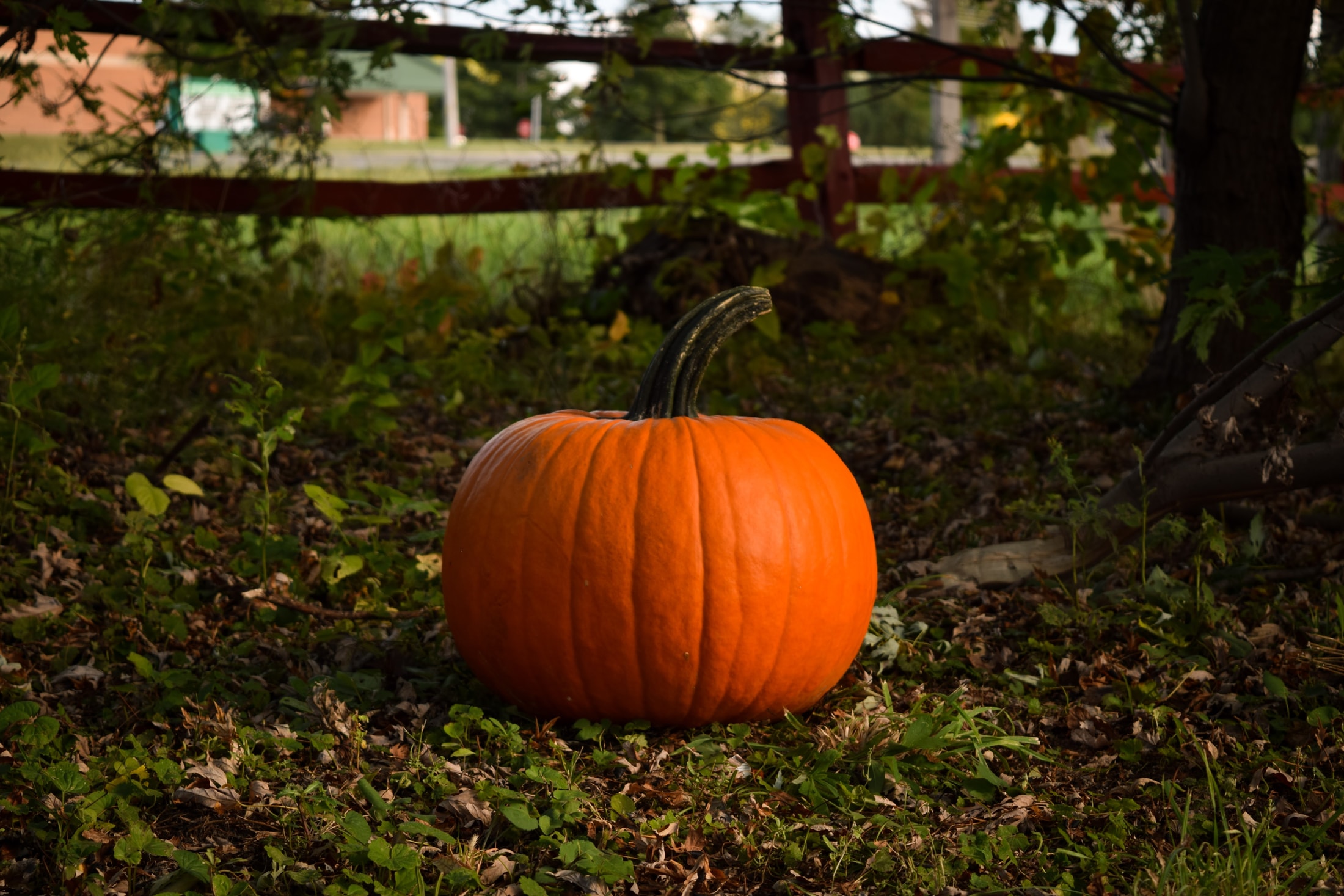 pumpkin near tree