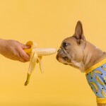 Ile kalorii ma banan bez skórki?