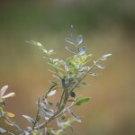 Rdest ptasi ☯ zioła na nerki