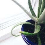 Aloes ☯ zioła na trądzik
